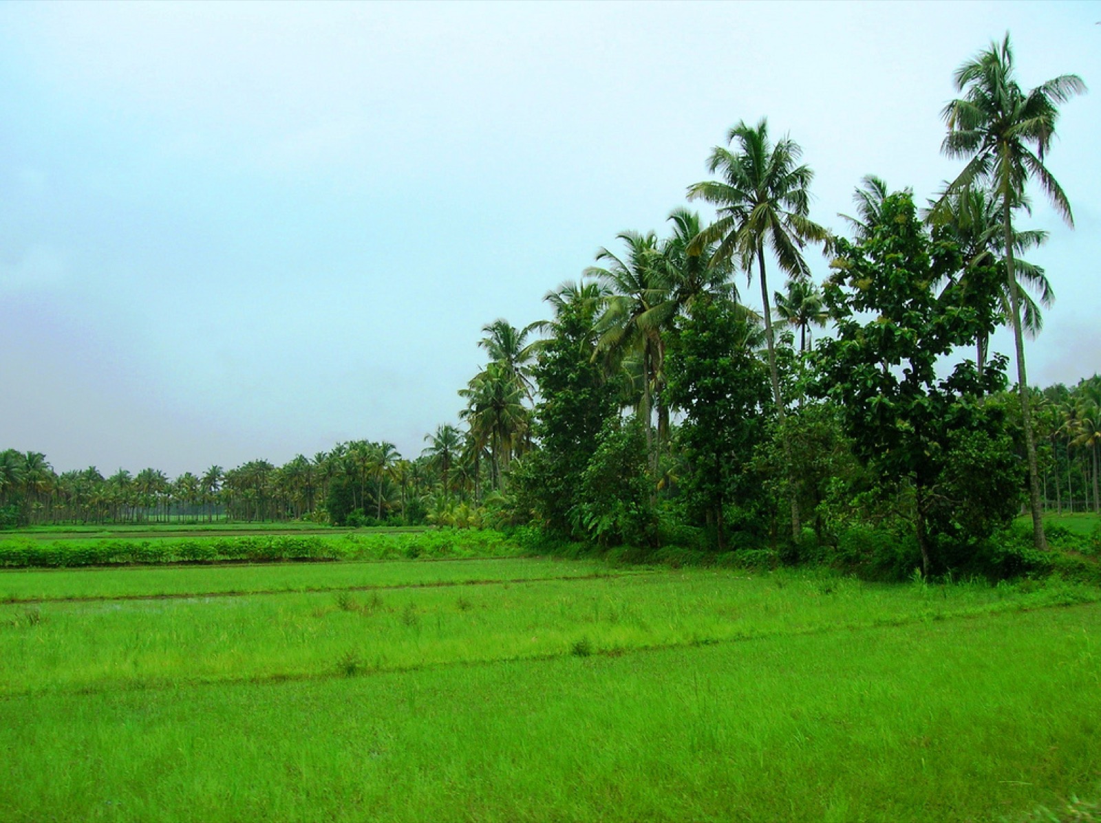 Green paddy fields lined with coconut palms in Kerala